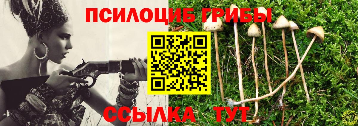 Псилоцибиновые грибы Psilocybine cubensis Энгельс